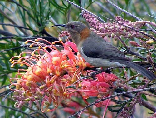 Western Spinebill | Acanthorhynchus superciliosus photo