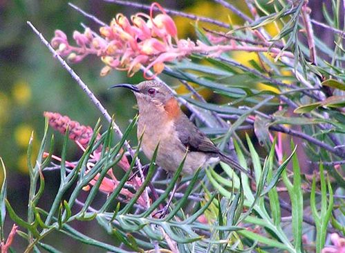 Western Spinebill | Acanthorhynchus superciliosus photo