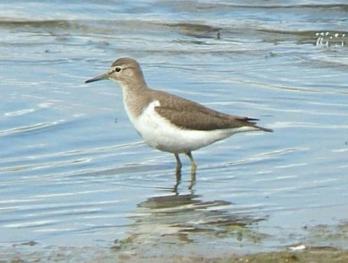 Common Sandpiper | Actitis hypoleucos photo