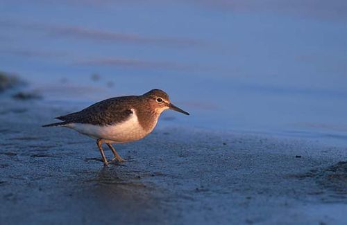 Common Sandpiper | Actitis hypoleucos photo