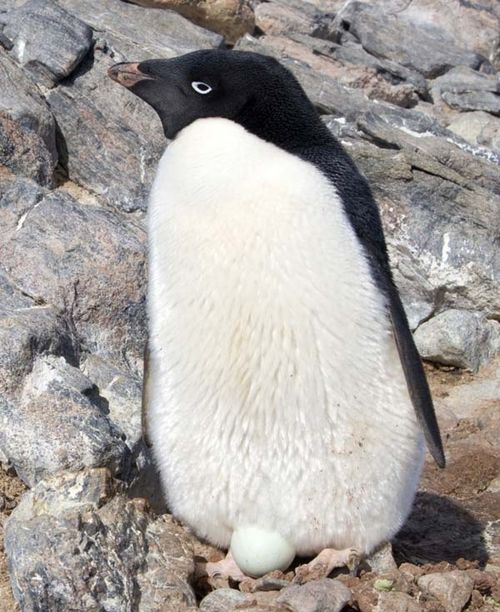 Adelie Penguin | Pygoscelis adeliae photo