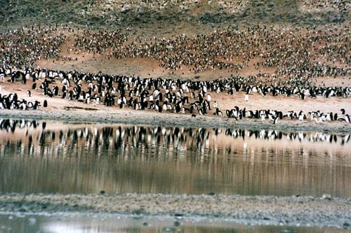 Adelie Penguin | Pygoscelis adeliae photo