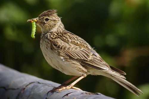 Eurasian Skylark | Alauda arvensis photo