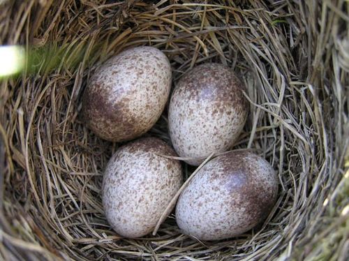 Eurasian Skylark | Alauda arvensis photo