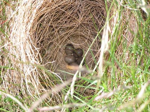 Eurasian Skylark | Alauda arvensis photo