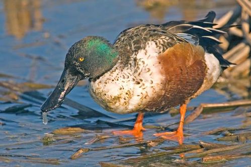 Northern Shoveler | Anas clypeata photo