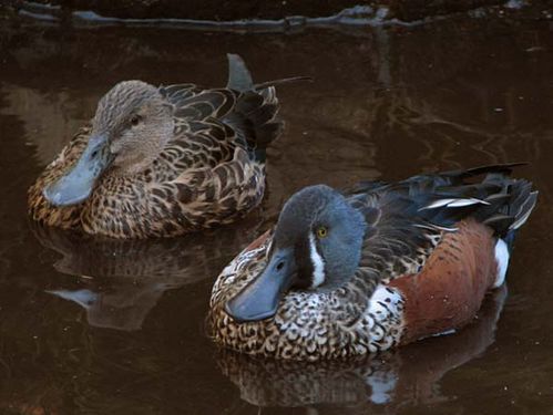 Australasian Shoveler | Anas rhynchotis photo