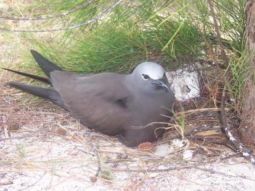 Common Noddy | Anous stolidus photo