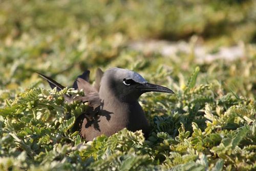 Common Noddy | Anous stolidus photo