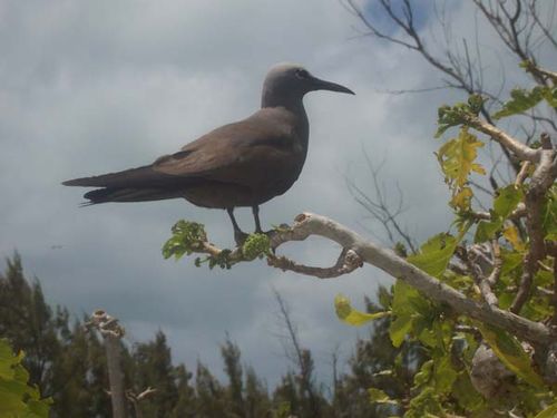 Lesser Noddy | Anous tenuirostris photo