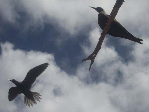 Lesser Noddy | Anous tenuirostris photo