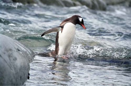 Gentoo Penguin | Pygoscelis papua photo