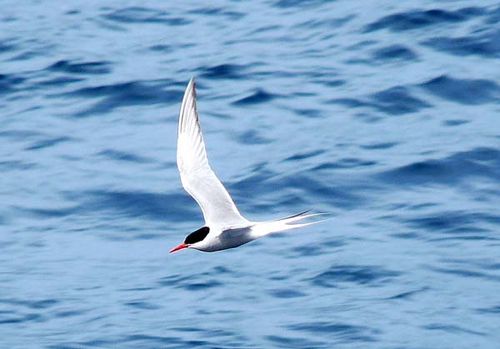 Antarctic Tern | Sterna vittata photo