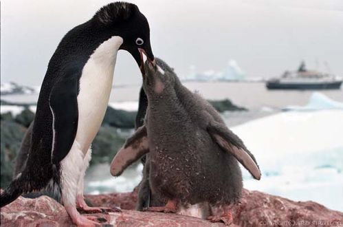 Adelie Penguin | Pygoscelis adeliae photo