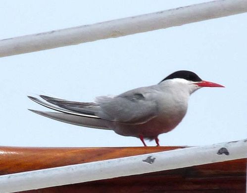 Antarctic Tern | Sterna vittata photo