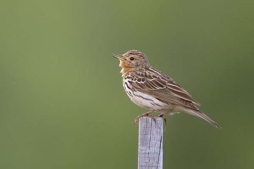 Red-throated Pipit | Anthus cervinus photo