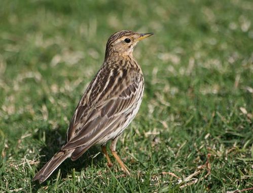 Red-throated Pipit | Anthus cervinus photo