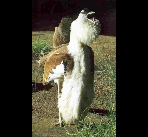 Australian Bustard | Ardeotis australis photo