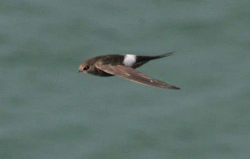 Fork-tailed Swift | Apus pacificus photo