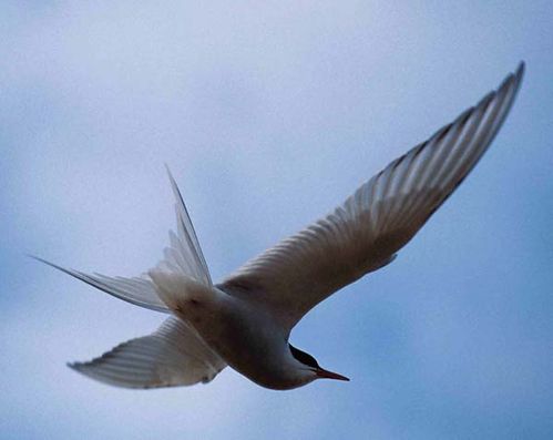 Arctic Tern | Sterna paradisaea photo