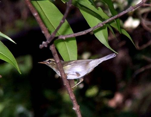 Arctic Warbler | Phylloscopus borealis photo