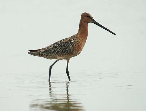 Asian Dowitcher | Limnodromus semipalmatus photo