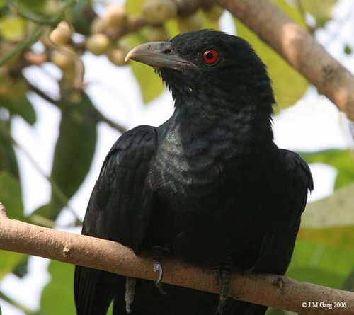 Asian Koel | Eudynamys scolopacea photo