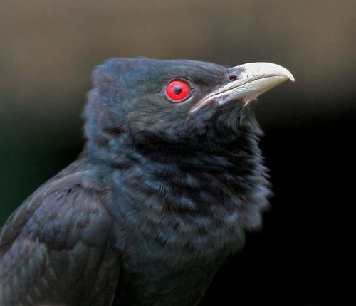 Asian Koel | Eudynamys scolopacea photo