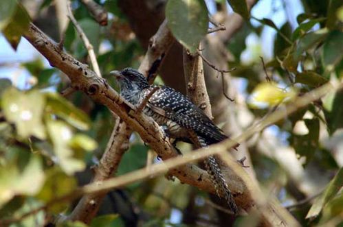 Asian Koel | Eudynamys scolopacea photo