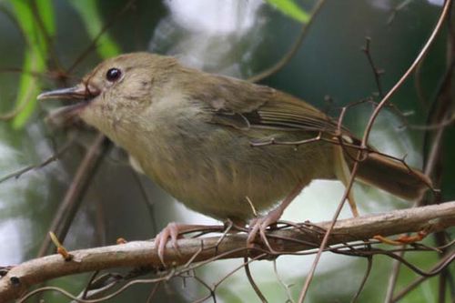 Atherton Scrubwren | Sericornis keri photo