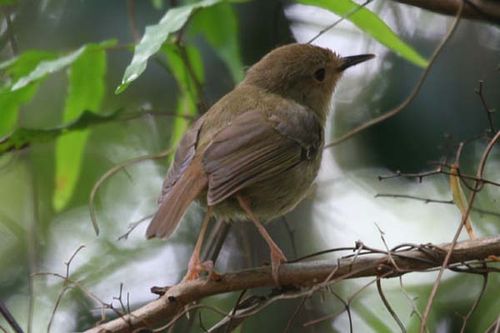 Atherton Scrubwren | Sericornis keri photo