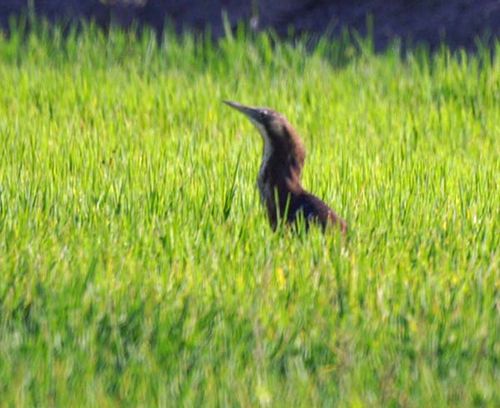 Australasian Bittern | Botaurus poiciloptilus photo