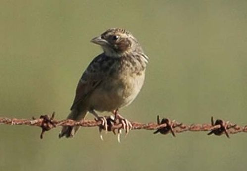 Horsfields Bushlark | Mirafra javanica photo