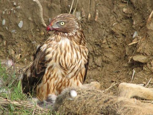 Swamp Harrier | Circus approximans photo