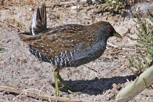 Australian Spotted Crake | Porzana fluminea photo