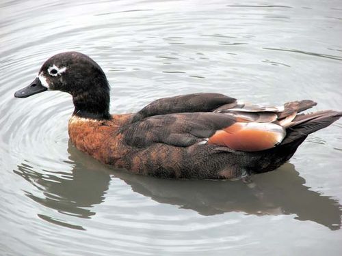 Australian Shelduck | Tadorna tadornoides photo