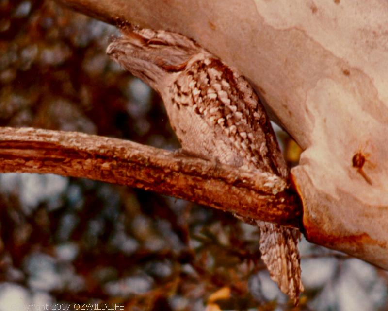 Tawny Frogmouth | Podargus strigoides photo