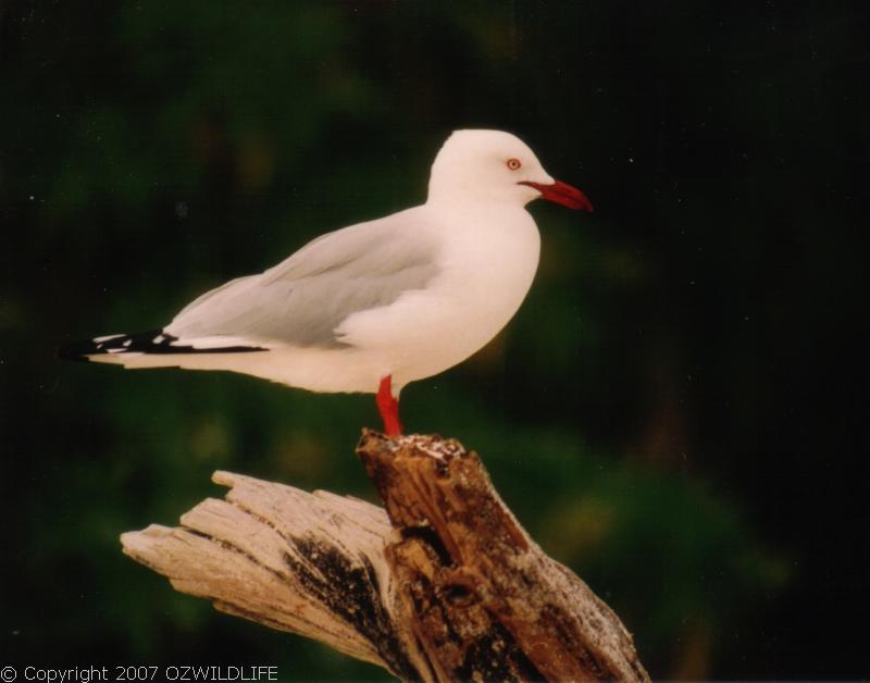 Silver Gull | Larus novaehollandiae photo