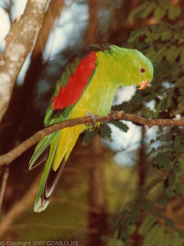 Red-winged Parrot | Aprosmictus erythropterus photo
