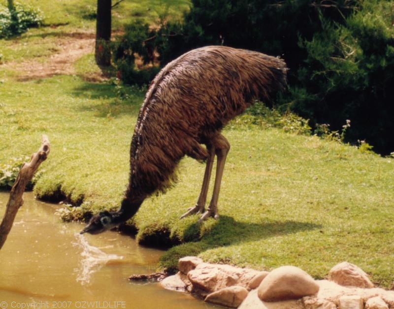 Emu | Dromaius novaehollandiae photo