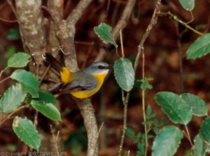 Eastern Yellow Robin | Eopsaltria australis photo