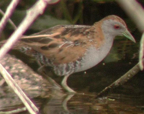 Baillons Crake | Porzana pusilla photo