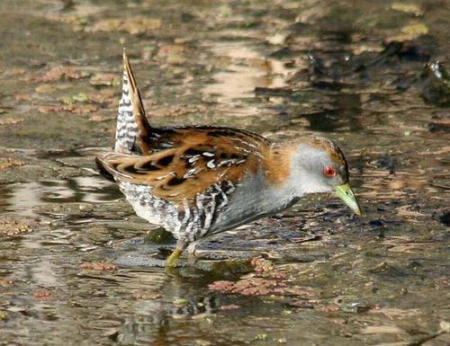 Baillons Crake | Porzana pusilla photo