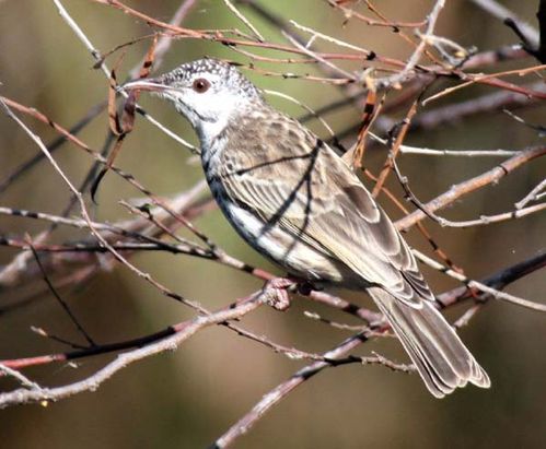 Bar-breasted Honeyeater | Ramsayornis fasciatus photo