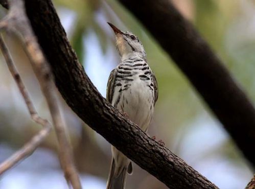 Bar-breasted Honeyeater | Ramsayornis fasciatus photo