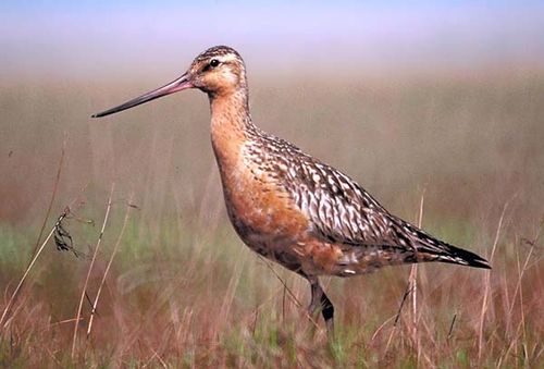 Bar-tailed Godwit | Limosa lapponica photo