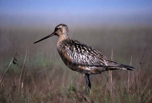 Bar-tailed Godwit | Limosa lapponica photo