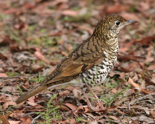 Bassian Thrush | Zoothera lunulata photo