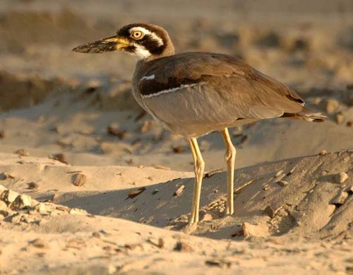 Beach Stone-curlew | Esacus neglectus photo