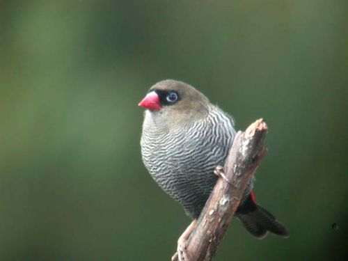 Beautiful Firetail | Stagonopleura bella photo